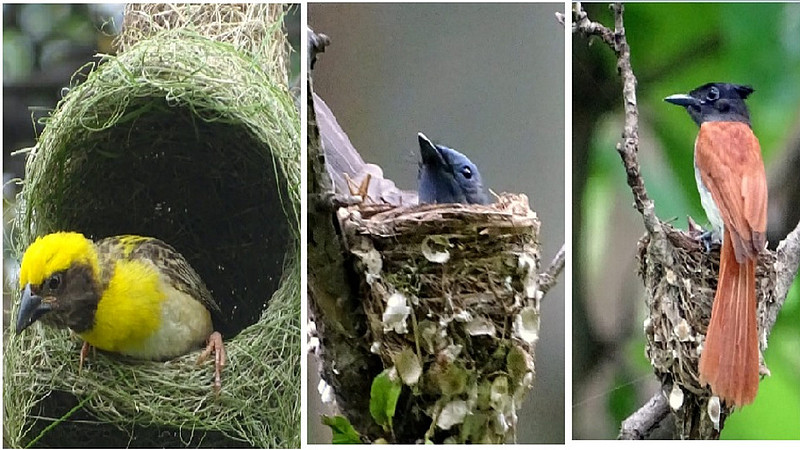 वातावरणीय बदलामुळे हिमालयातील पक्षी अधिवास संकटात