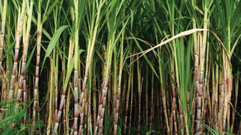 Demands of sugarcane workers to the government