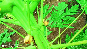 papaya