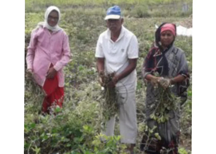 groundnut farm