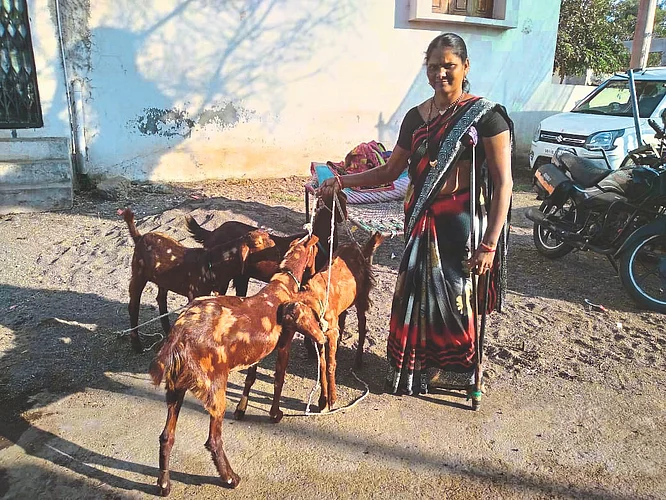 goat poultry farm