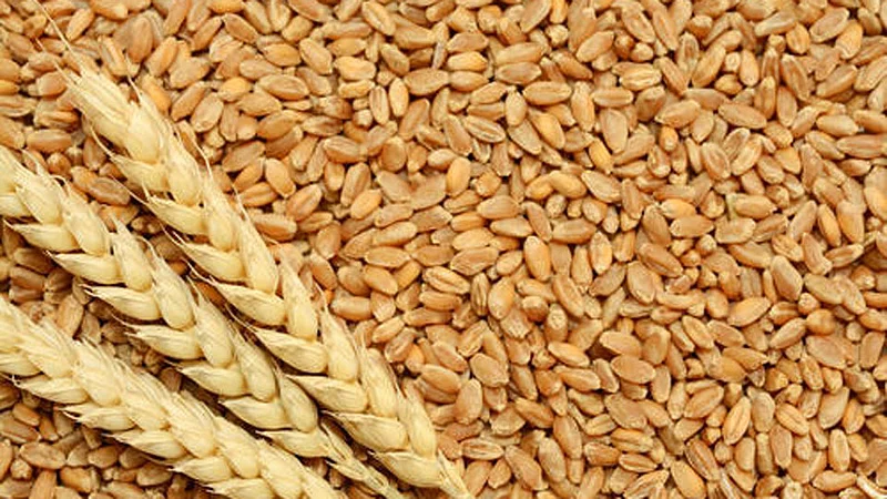 Wheat