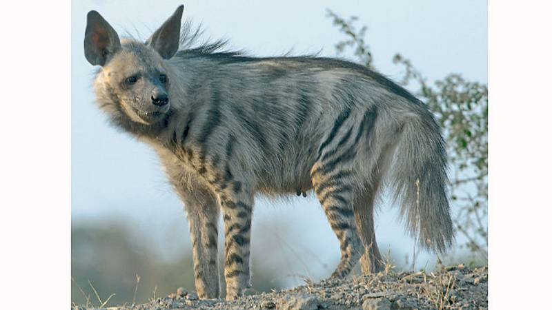 Wild-Animal
