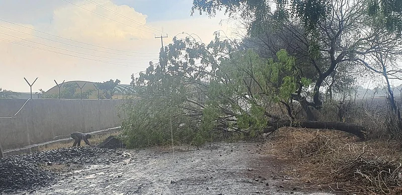 Rain with gusts before the season, see how the damage was done in the winds of buldana akola marathi news