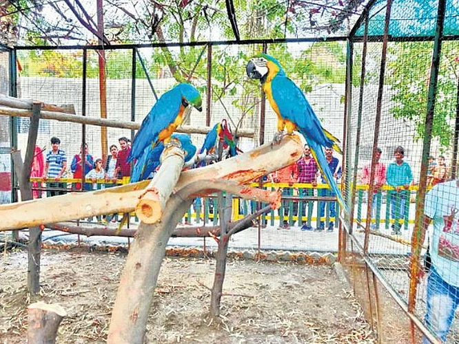 In Wardha, Forest Department and People for Animals have celebrated Dipotsav in the forest