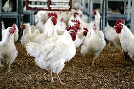 Poultry traders from Karnataka banned in Goa