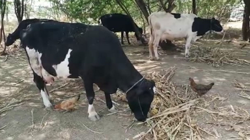 animal