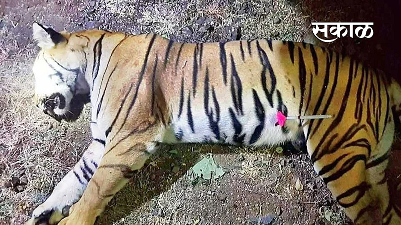 sc on avani tigress killed issue in yavatmal