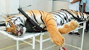 Avni's calf will be released in the forest