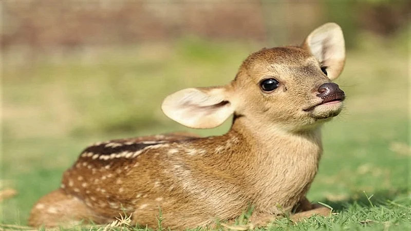 baby deer.jpg