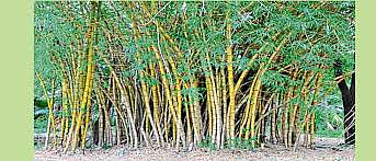 bamboo