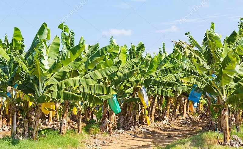 banana farmer policy