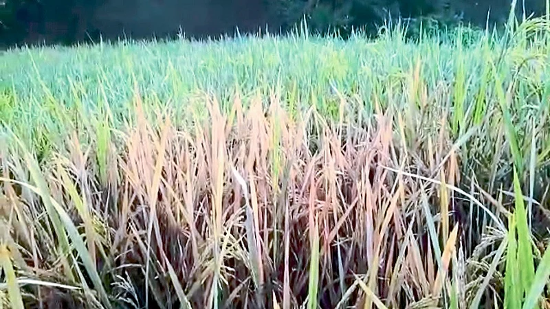Harvesting Of Paddy In Ajara Begins Kolhapur Marathi News