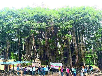 bhose tree.jpg