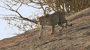 leopard