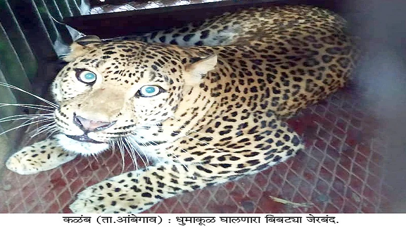 leopard