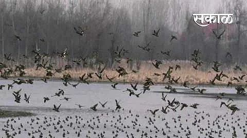 Akola Marathi News- Danger of bird flu; Samples of 350 parties are negative