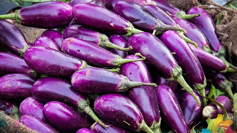 Permission of the Centeral Govt. for direct testing of Bt brinjal