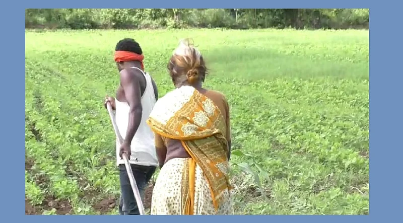akola news Instead of oxen, a widow carries a shovel on her son's shoulders