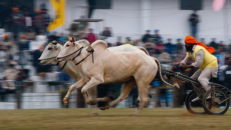 bullock cart race