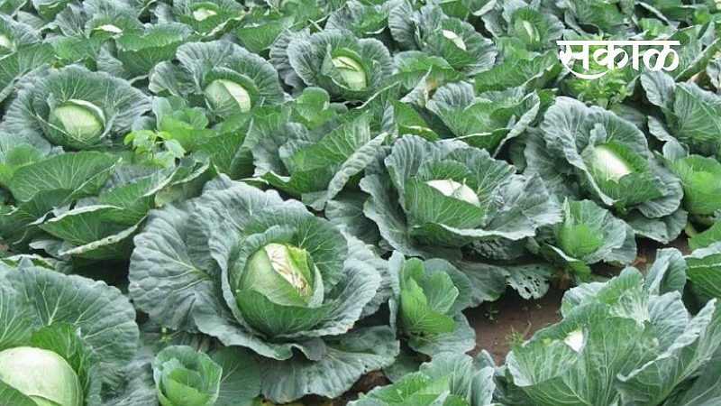 Cabbage