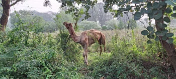 camel injured
