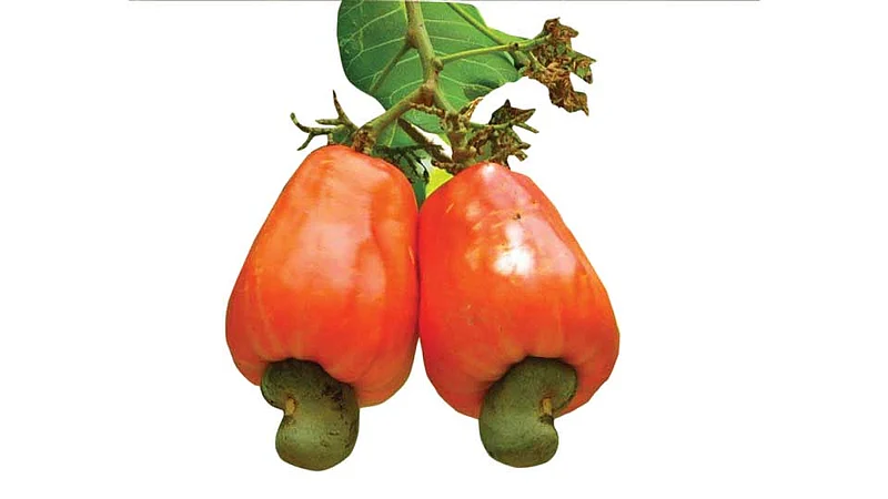 Congress Demand To Agriculture Minister Regarding Cashew Crop