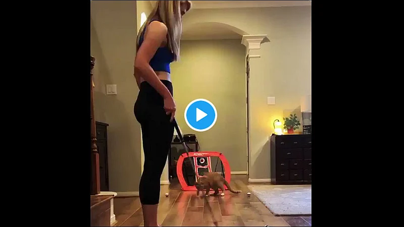 cat brilliant catch skills former australia cricketer dean jones tweets video