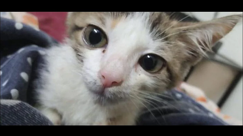 pakistani teenage boys allegedly torcher kitten death in lahore