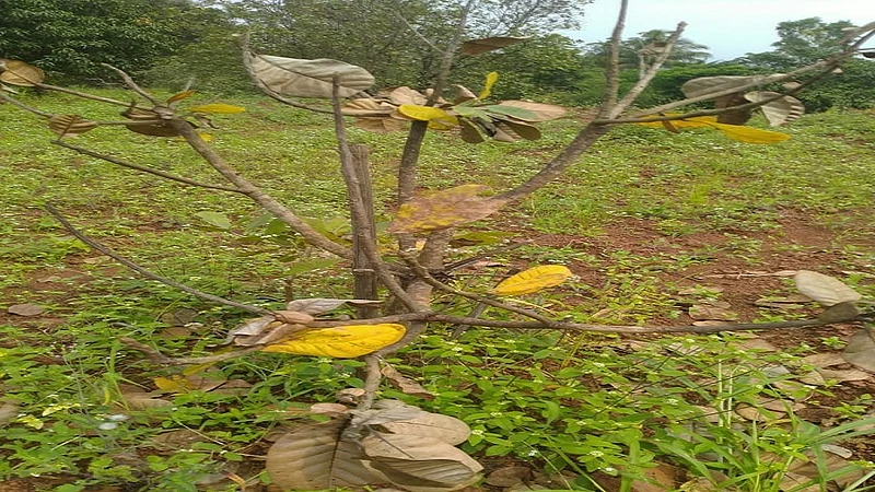 Thirty Percent Of Cashew Trees In Chandgad Are Dead Kolhapur Marathi News