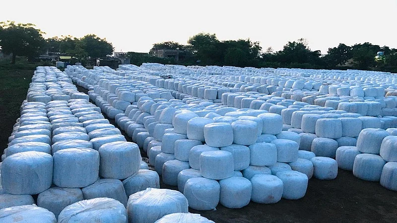 youth gets thousands of turnover through fodder production industry in amravati