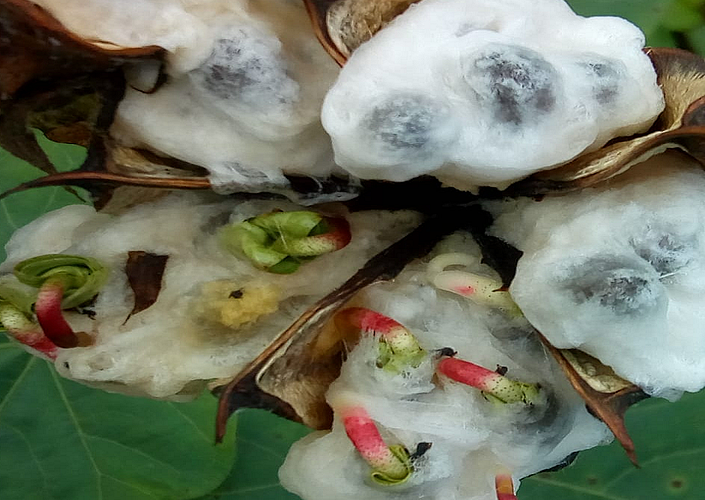 Pink bollworm on cotton in yavatmal