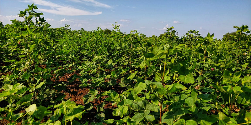 Akola News: Parhati did not have enough cotton to make shitadahi