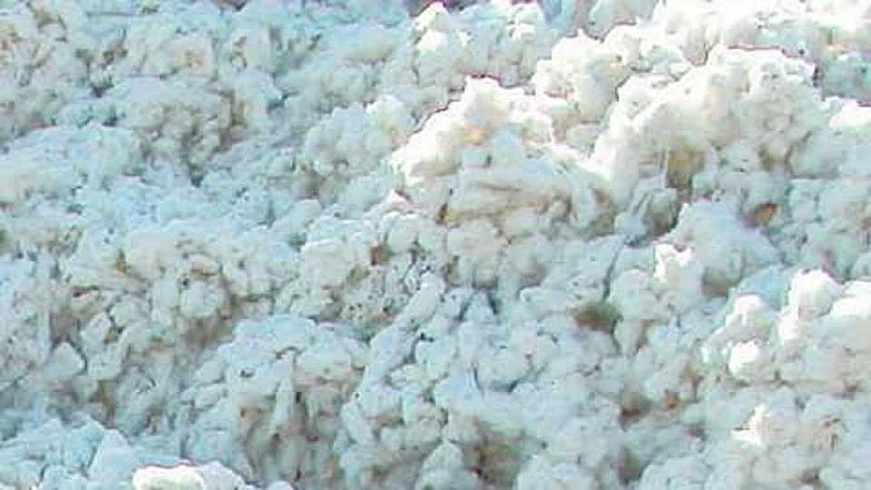 cotton 3.jpg
