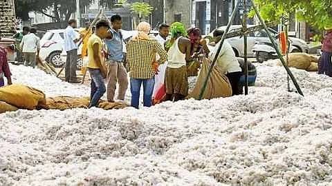 cotton kharedi center