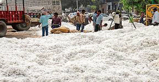 चोपडा सीसीआय केंद्रावर शेतकऱ्यांची लुट; कट्टी बंद करा, अन्यथा आंदोलन
