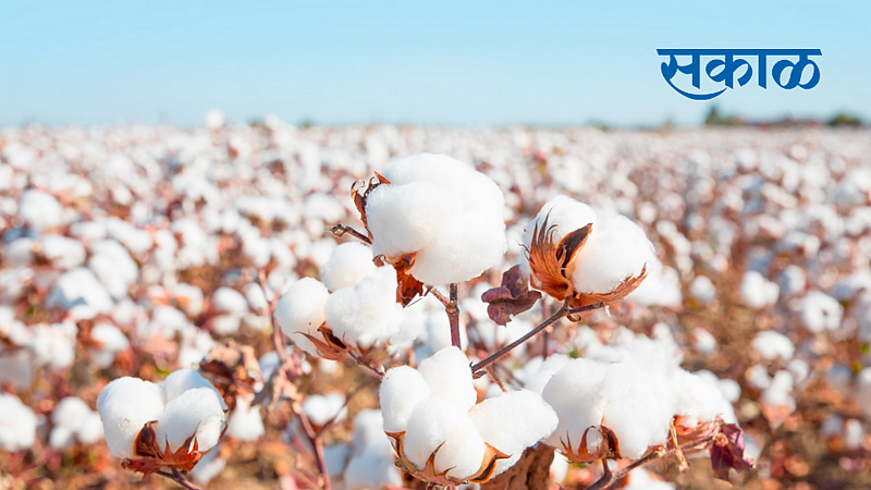 cotton rate increases in private market in yavatmal