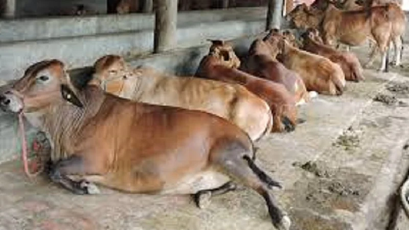 when cattle, cow stray or dead then the new Livestock vaccination program in konkan