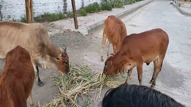 फोटो