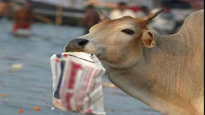 buffalo stomach 45 kg wastage in konkan but lost her baby in this operation in ratnagiri
