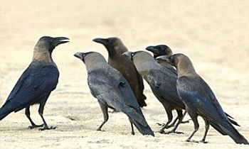 crow.