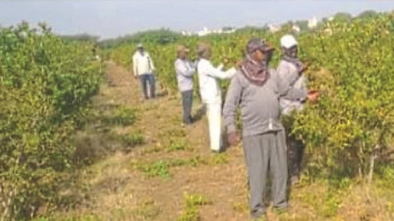 Accelerate pruning of pomegranate orchards in Atpadi area