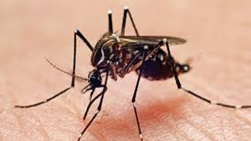 dengue