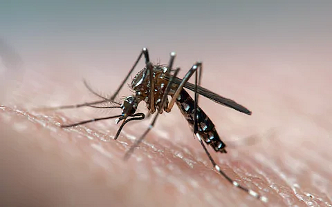 Dengue