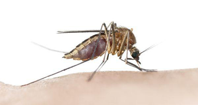 Mosquitoes can be repelled by home remedies