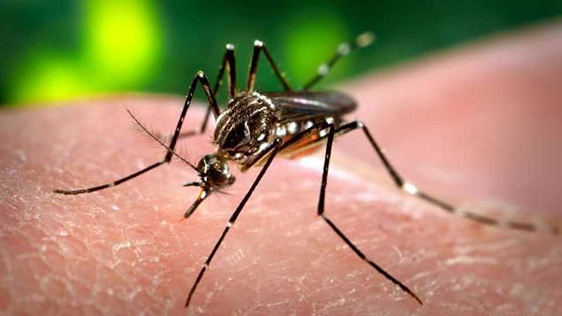 मुंबईत डेंग्यूच्या रुग्णांमध्ये चार पटीने वाढ