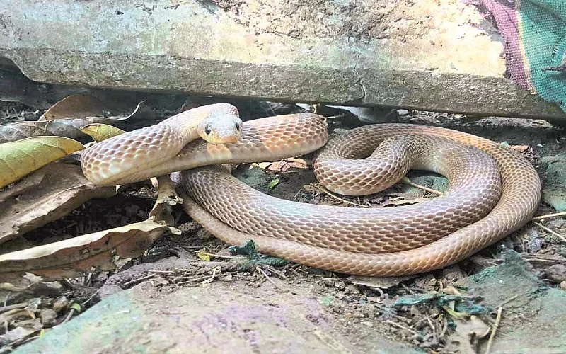 Rare snake found in Bisur-Sangali while cleaning the house