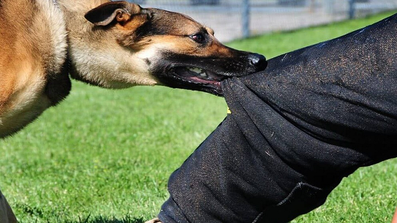dog attacked