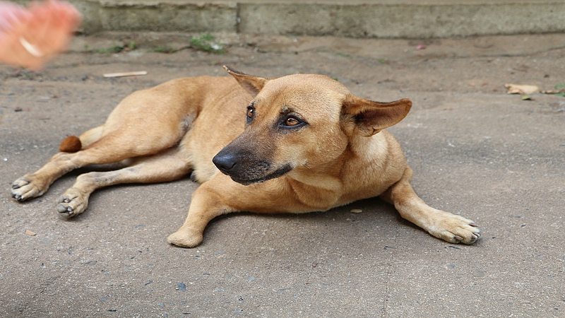 Vidarbha
