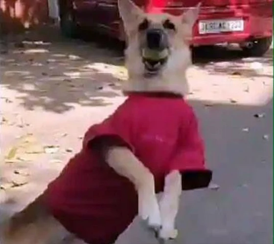 dog catch boll